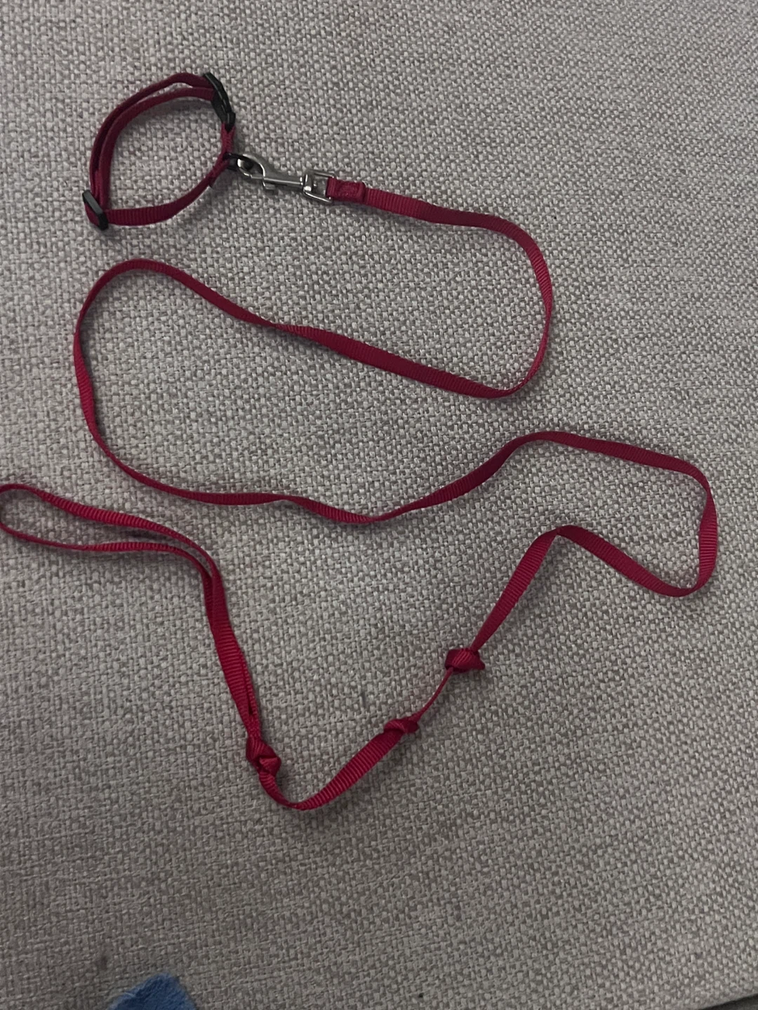 Cat Collar and Leash