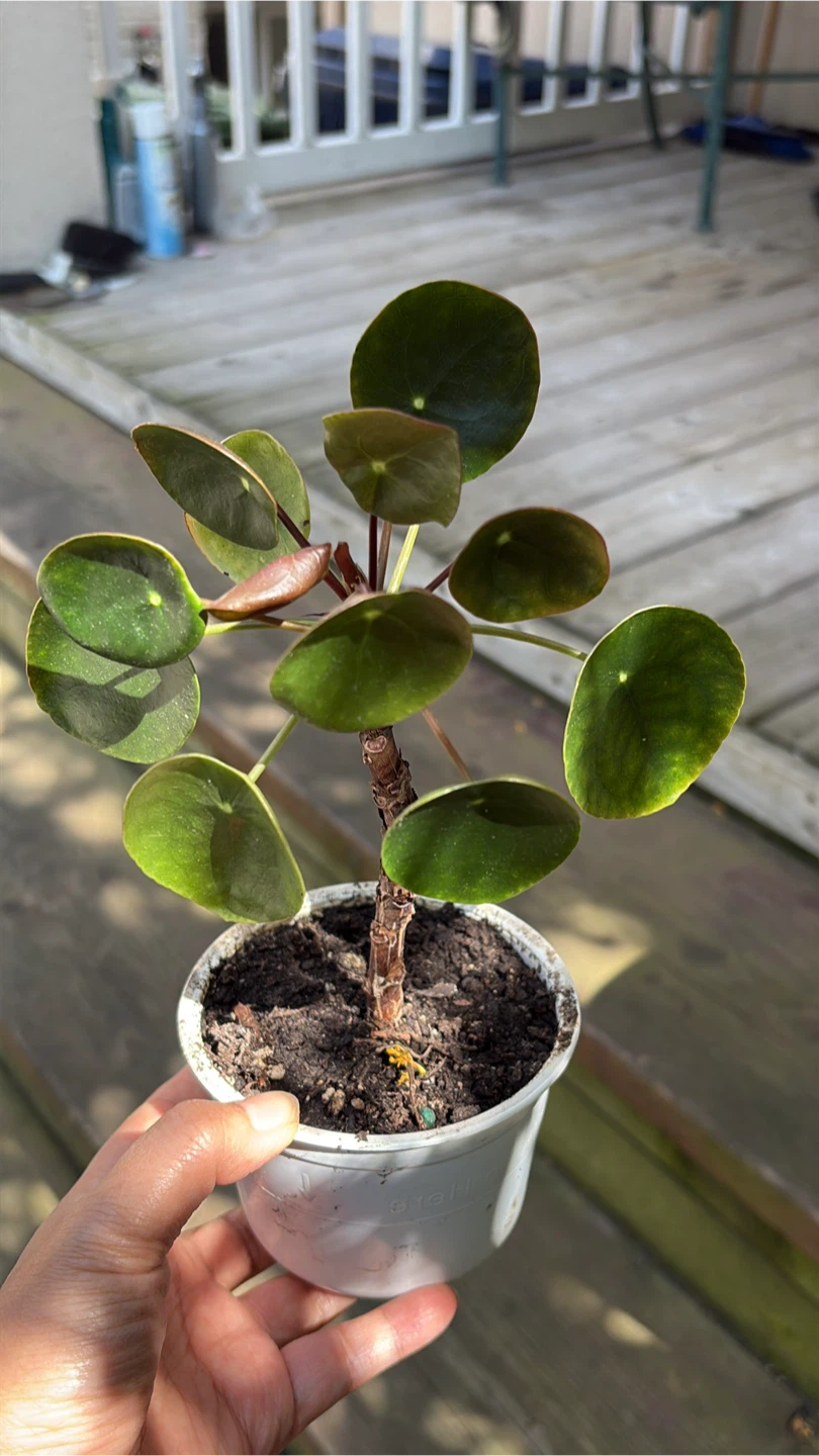Chinese Money Plant (Pilea Peperomioides) Starter Plants - photo 2