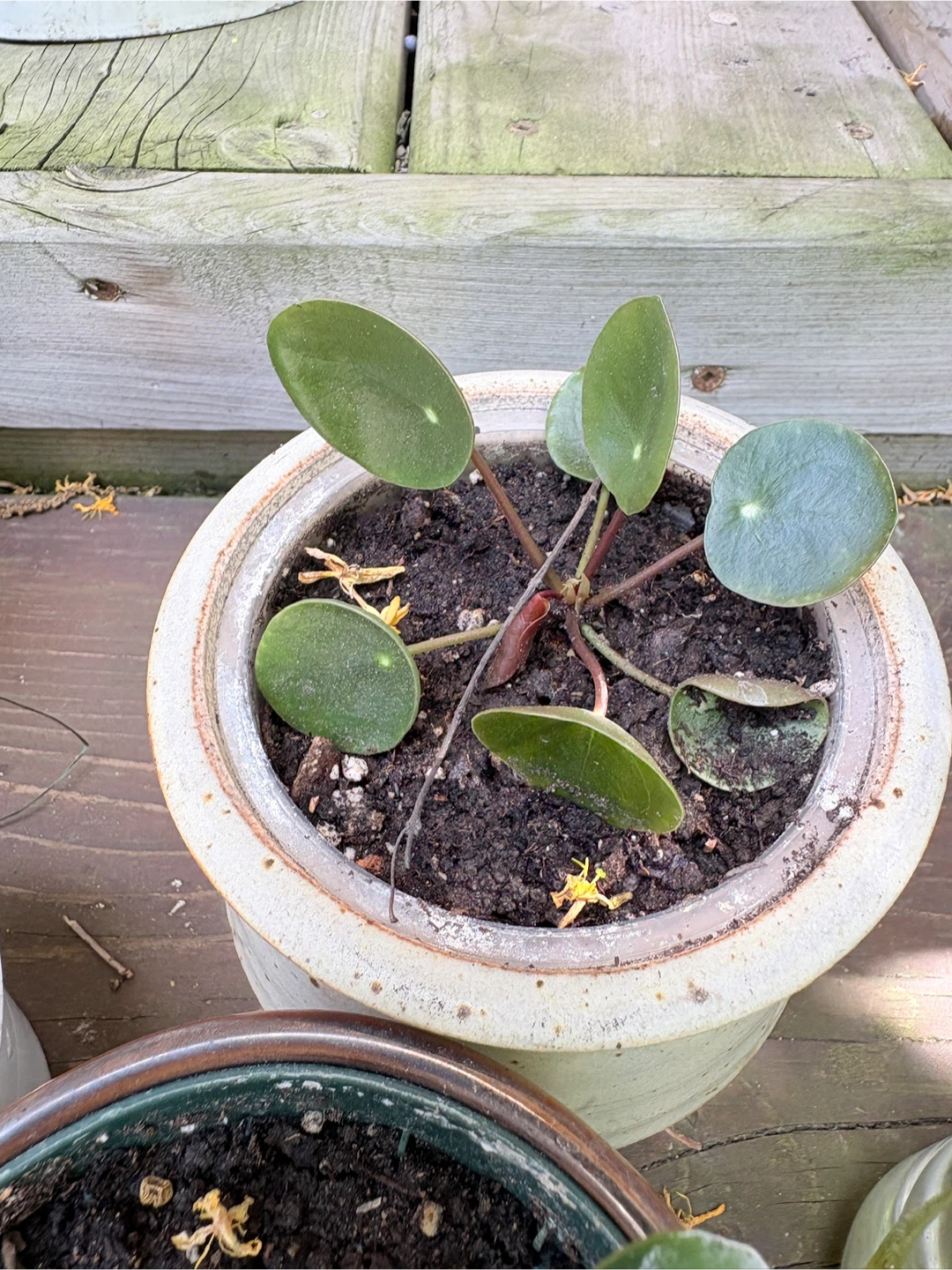 Chinese Money Plant (Pilea Peperomioides) Starter Plants