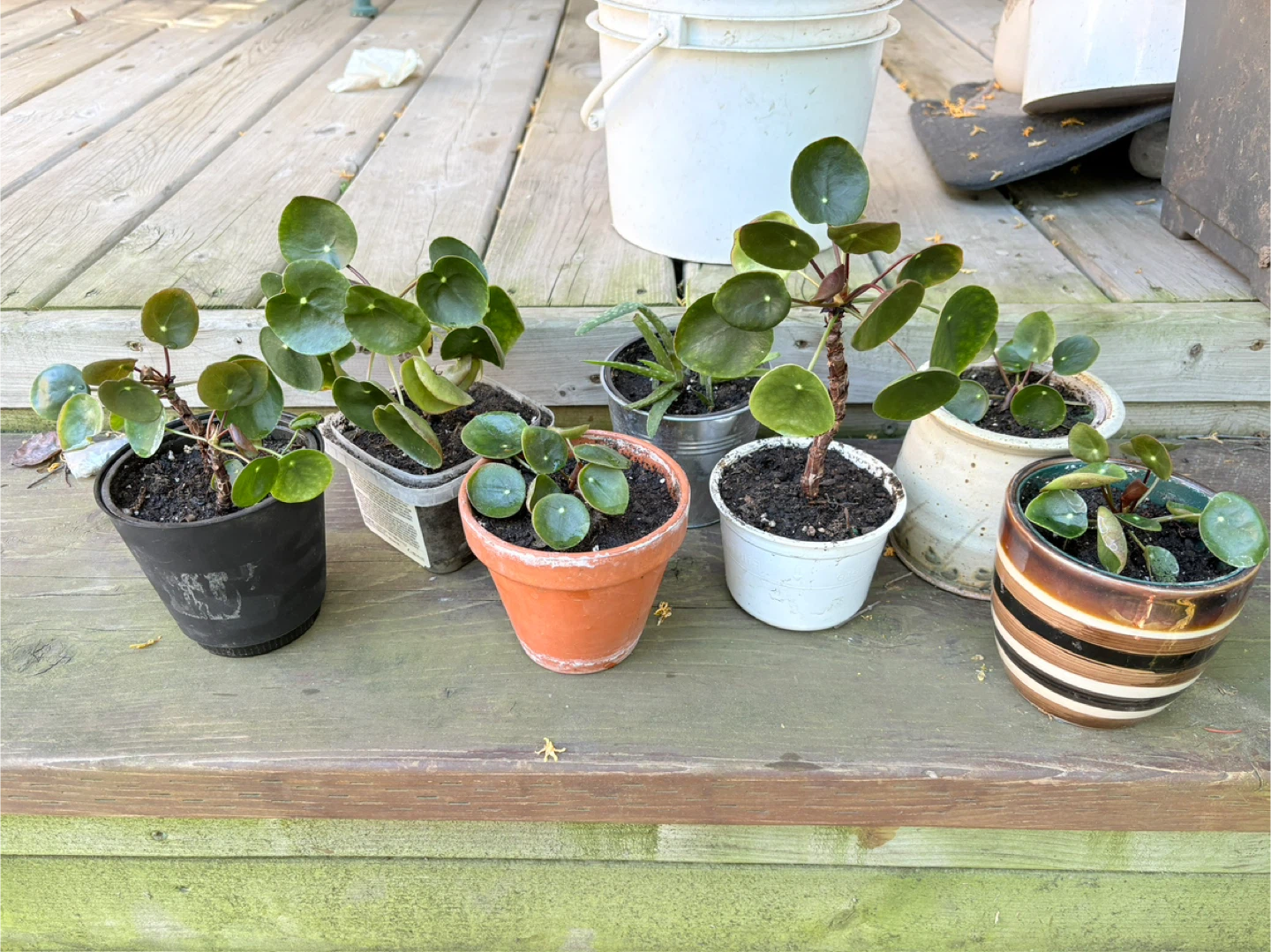 Chinese Money Plant (Pilea Peperomioides) Starter Plants - photo 4