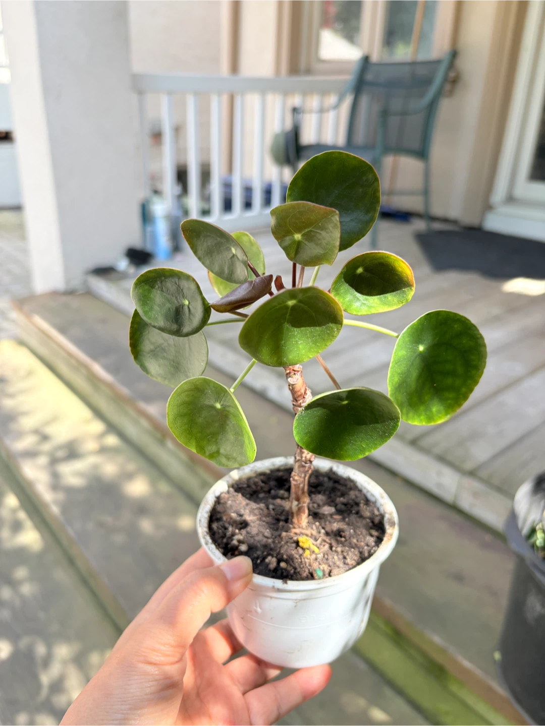 Chinese Money Plant (Pilea Peperomioides) Starter Plants - photo 5