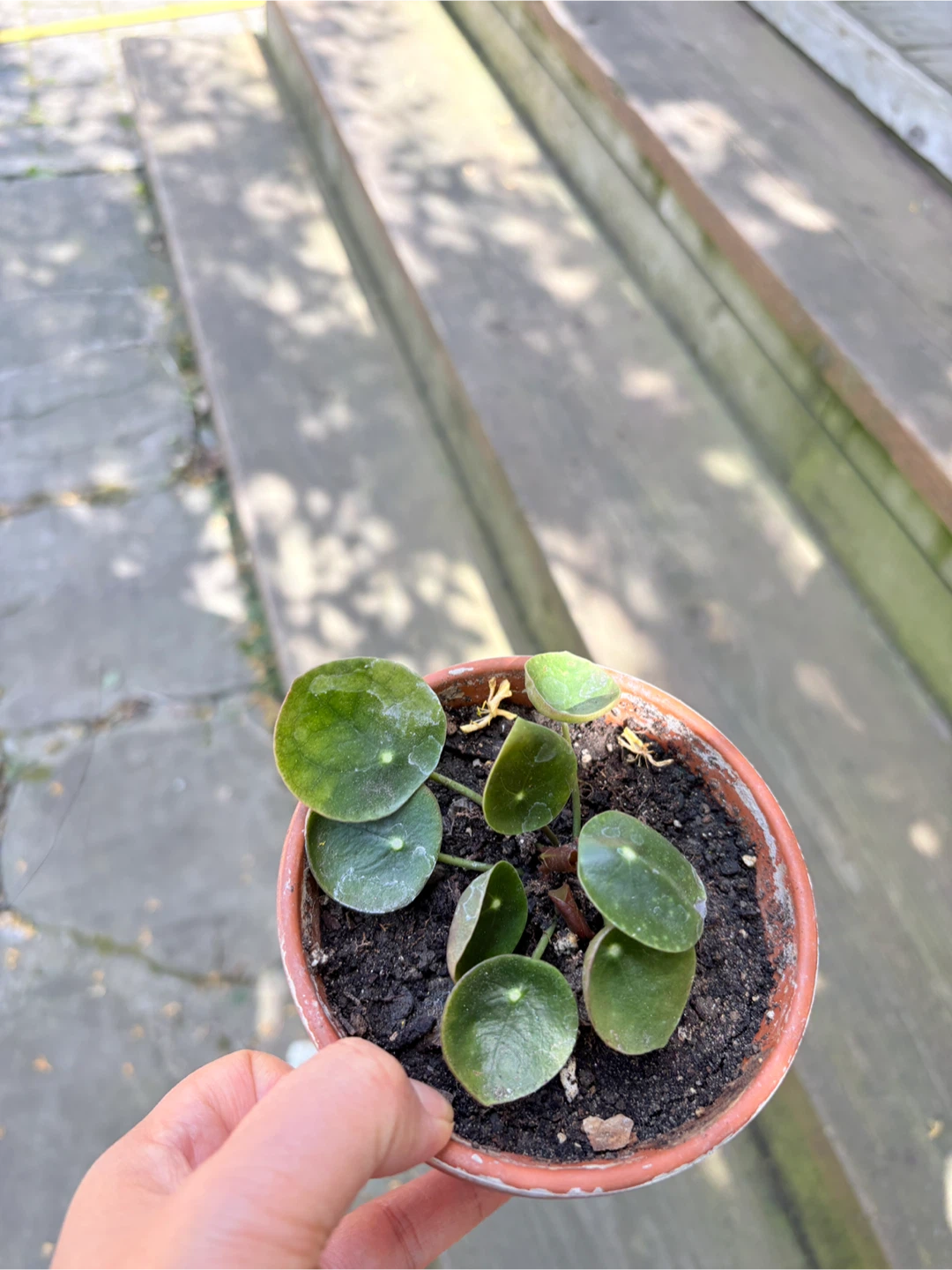 Chinese Money Plant (Pilea Peperomioides) Starter Plants - photo 3