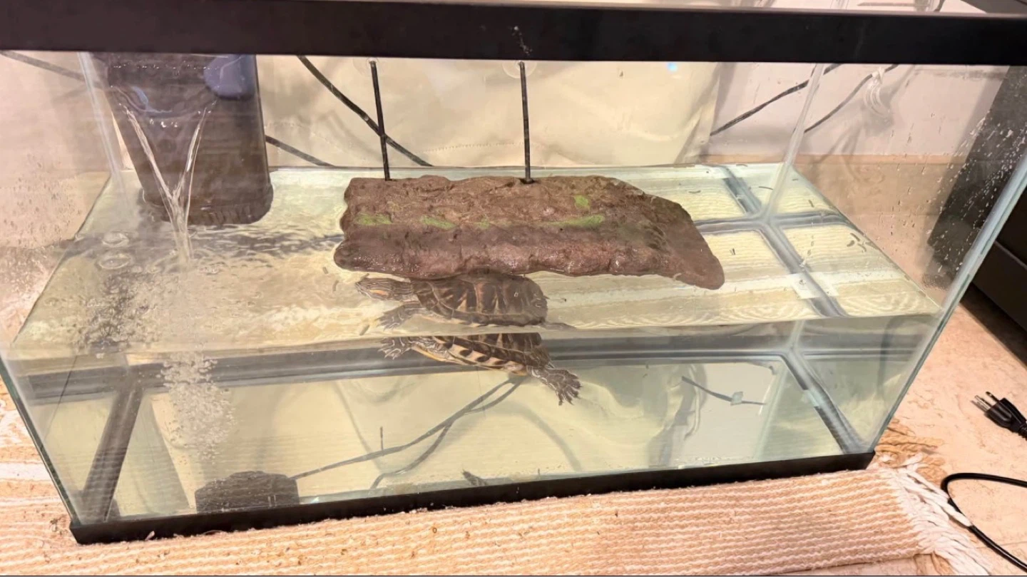 Red eared slider + tank + filter - photo 3