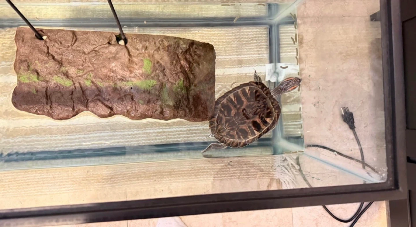 Red eared slider + tank + filter - photo 2