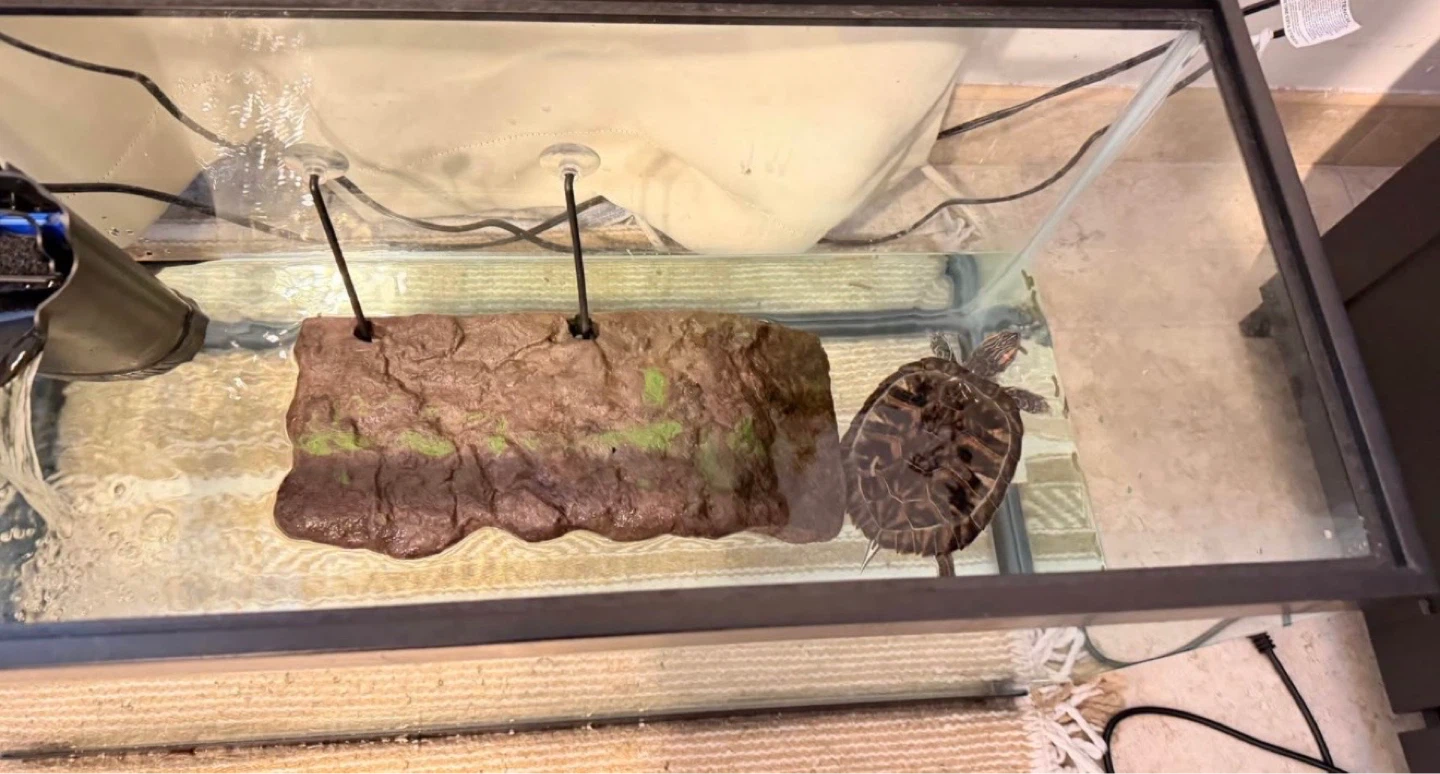 Red eared slider + tank + filter - photo 5