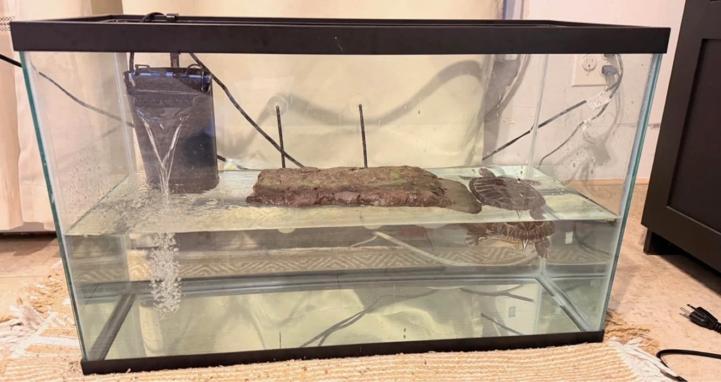 Red eared slider + tank + filter - photo 4