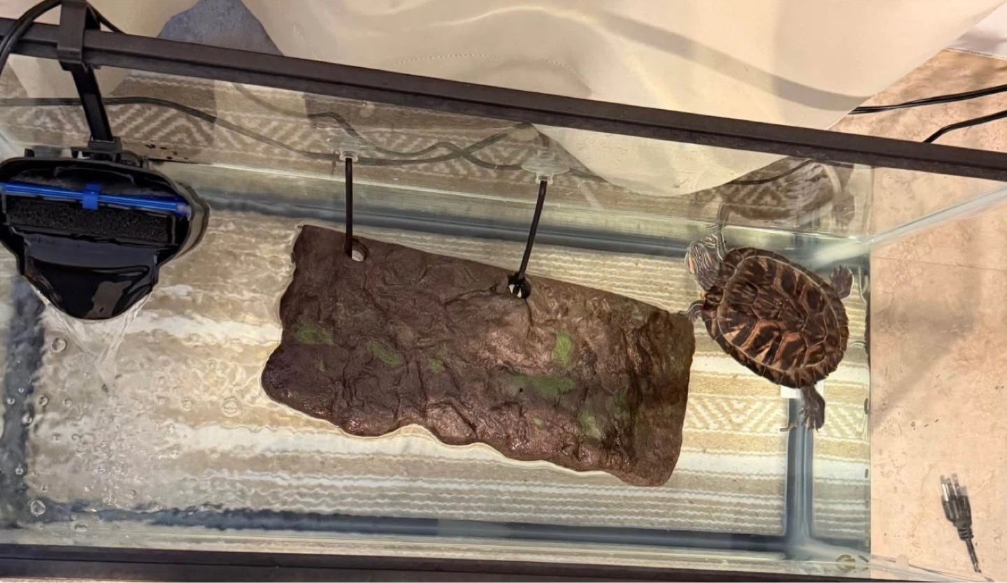 Red eared slider + tank + filter