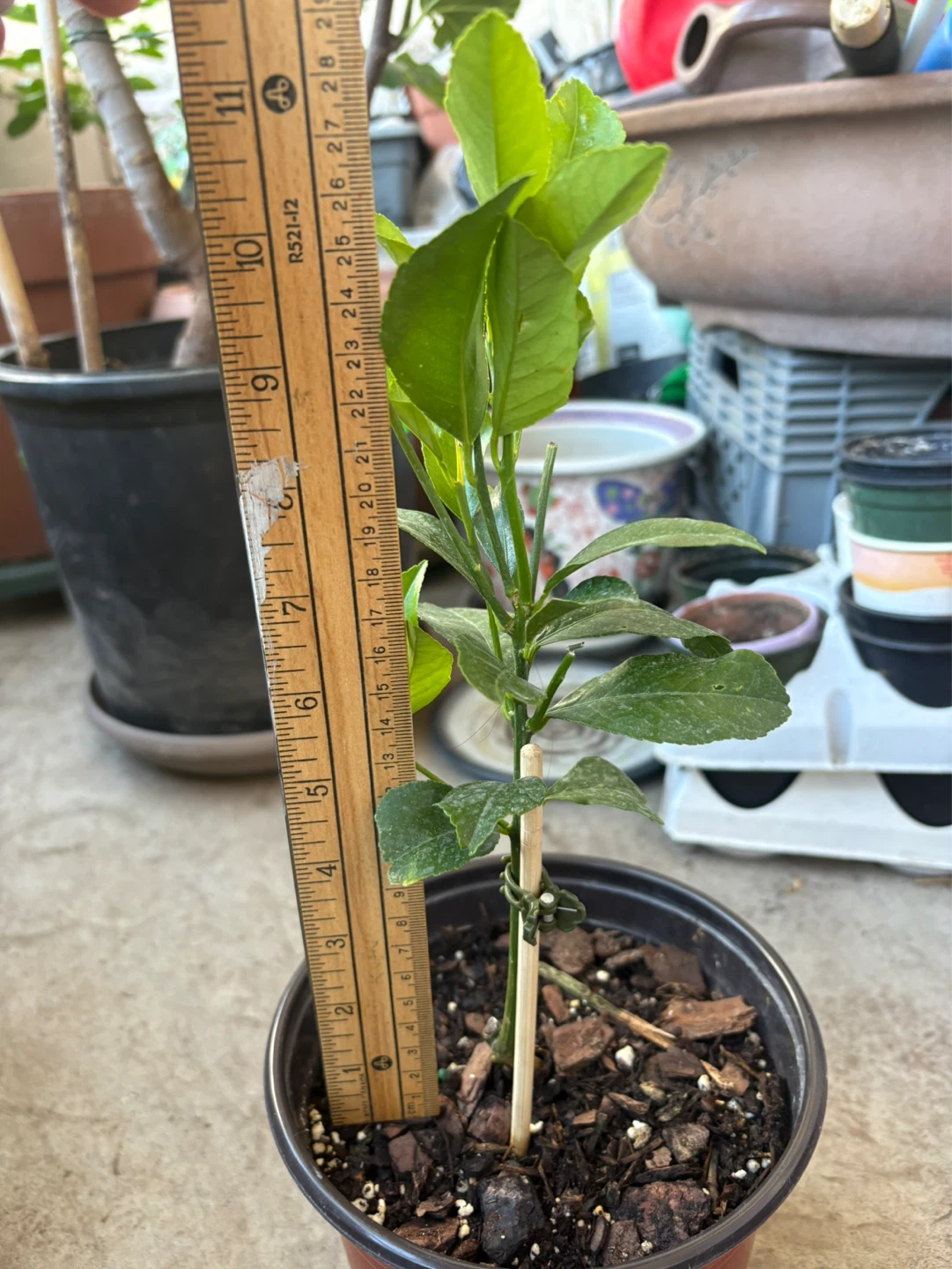Meyer Lemon Tree Plant