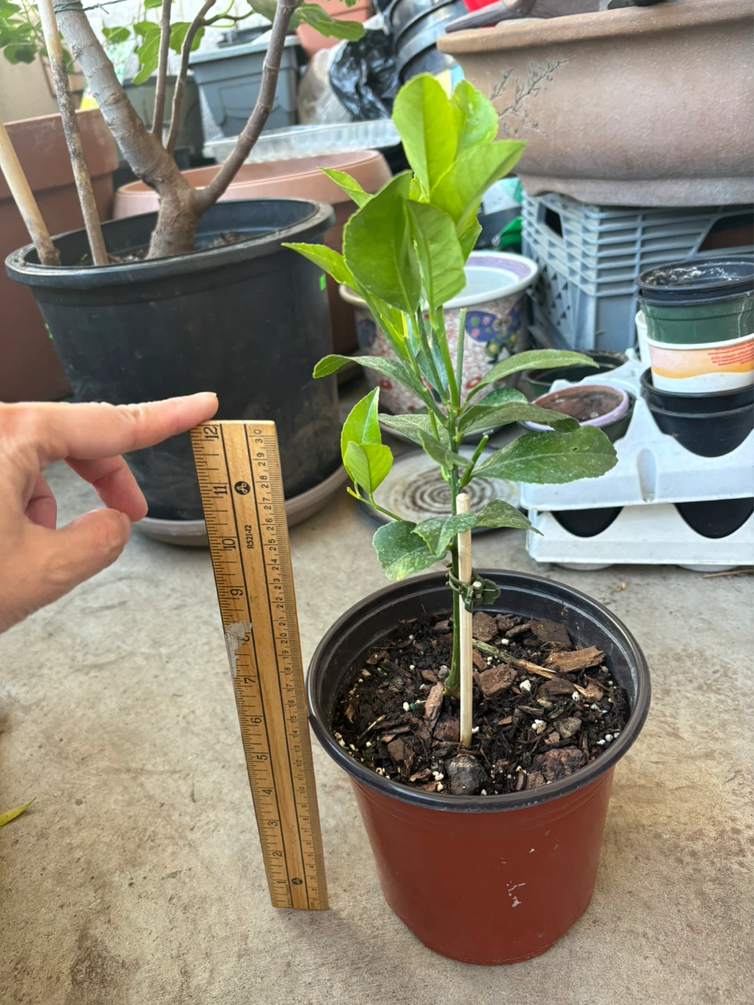 Meyer Lemon Tree Plant - photo 3
