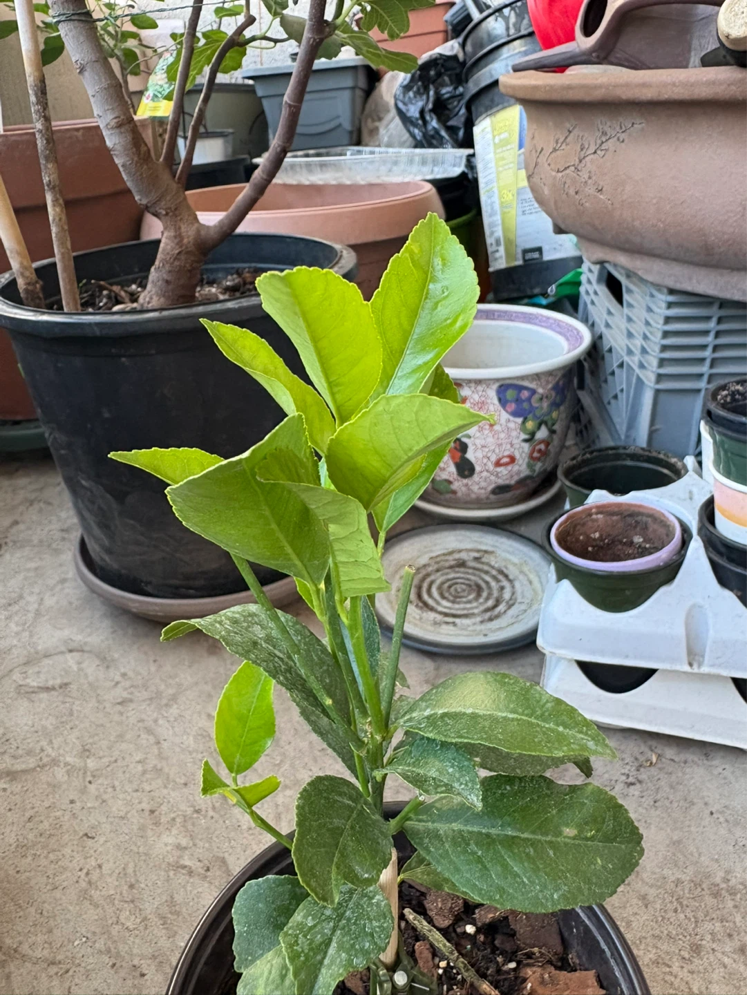 Meyer Lemon Tree Plant - photo 2