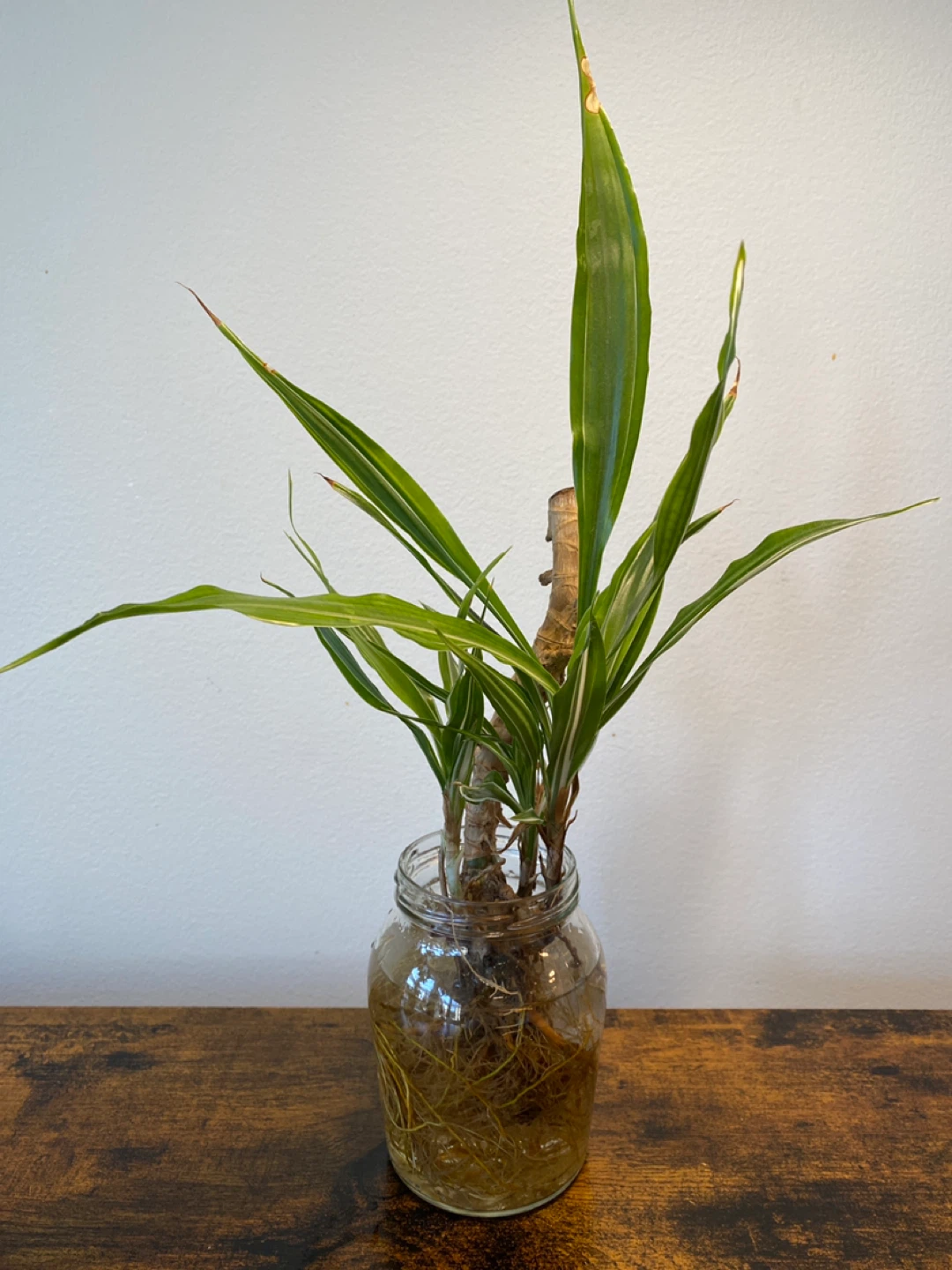 Potted Plant Cuttings in Glass Jar