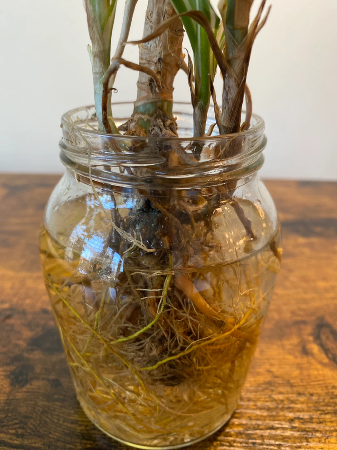 Potted Plant Cuttings in Glass Jar - photo 3