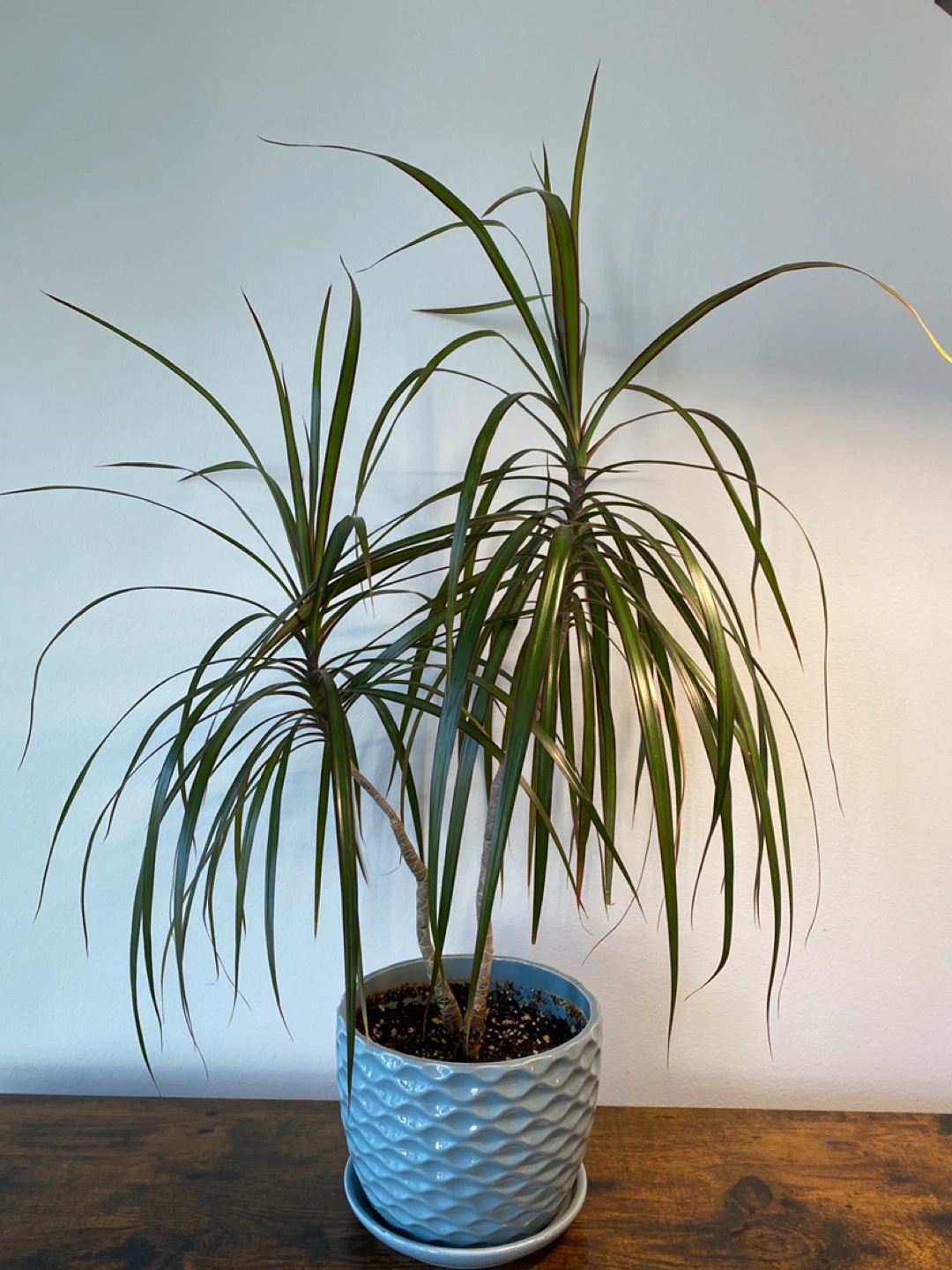 Dracaena Marginata Plant in Blue Textured Pot