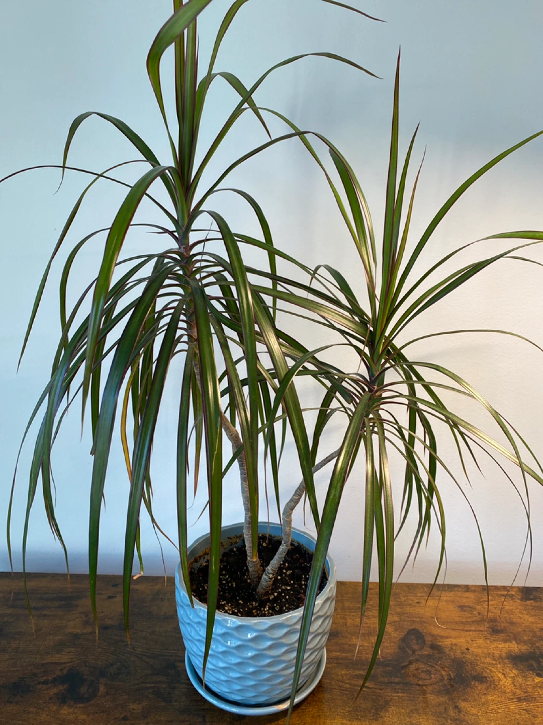 Dracaena Marginata Plant in Blue Textured Pot - photo 2