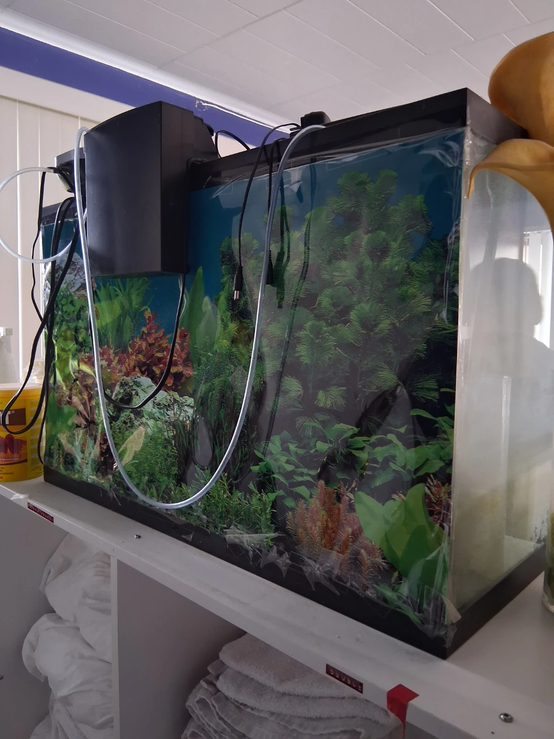Large Glass Aquarium Tank - photo 2