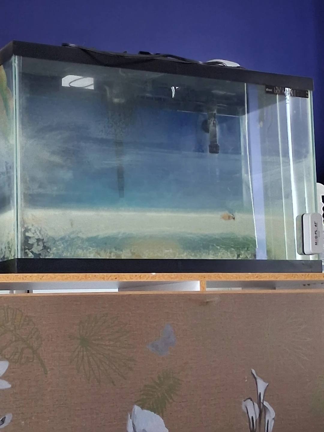Large Glass Aquarium Tank - photo 3