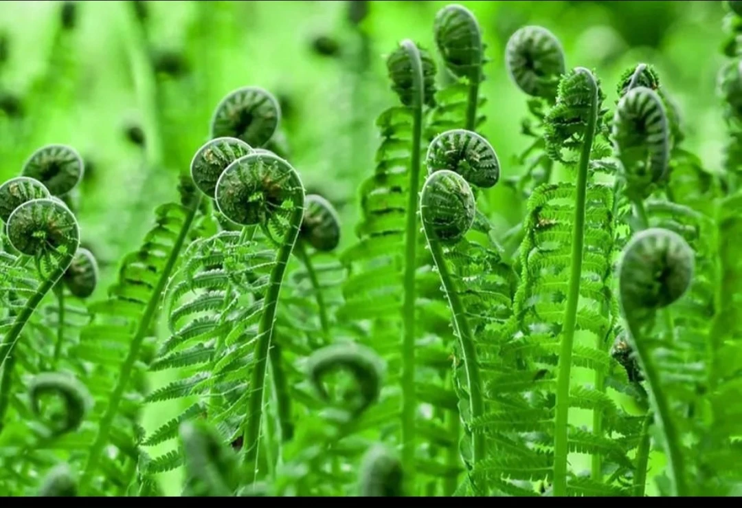 Vibrant Green Fern Plants