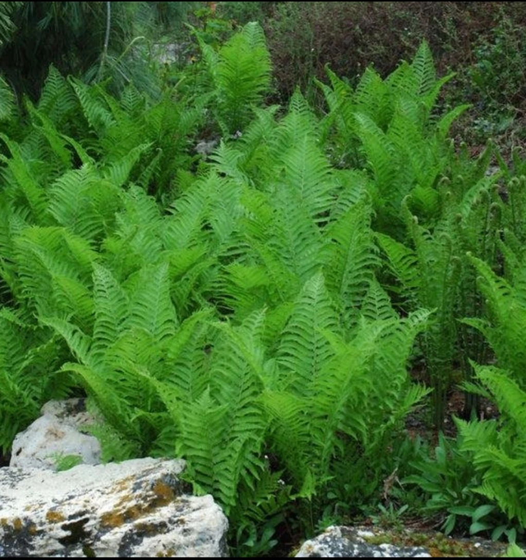 Vibrant Green Fern Plants - photo 2