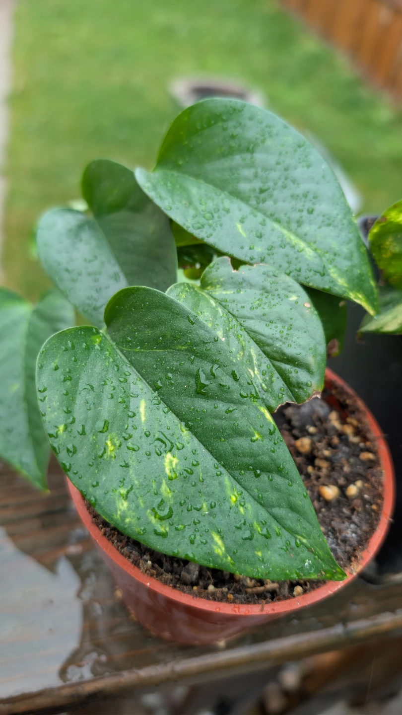 Golden Pothos plants for sale! 🌱