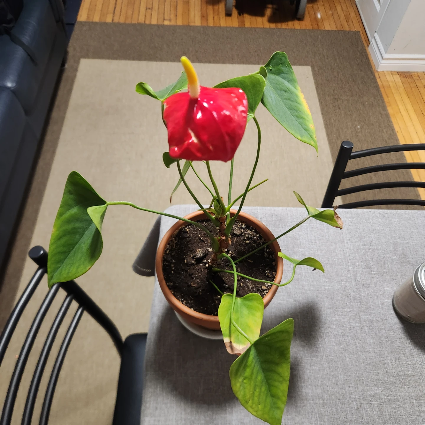 Red Anthurium Plant - photo 2