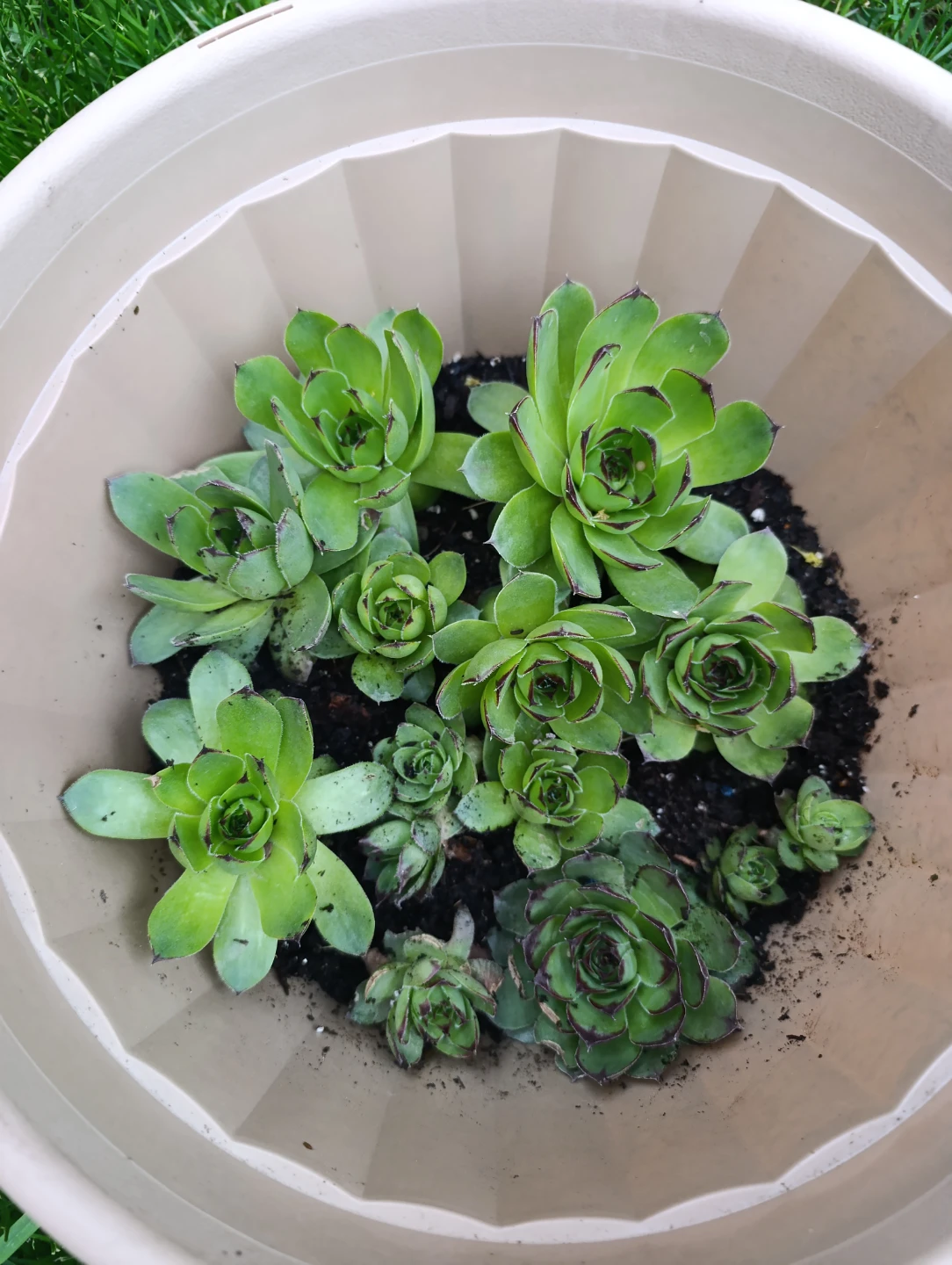 Sempervivum Succulent Plants