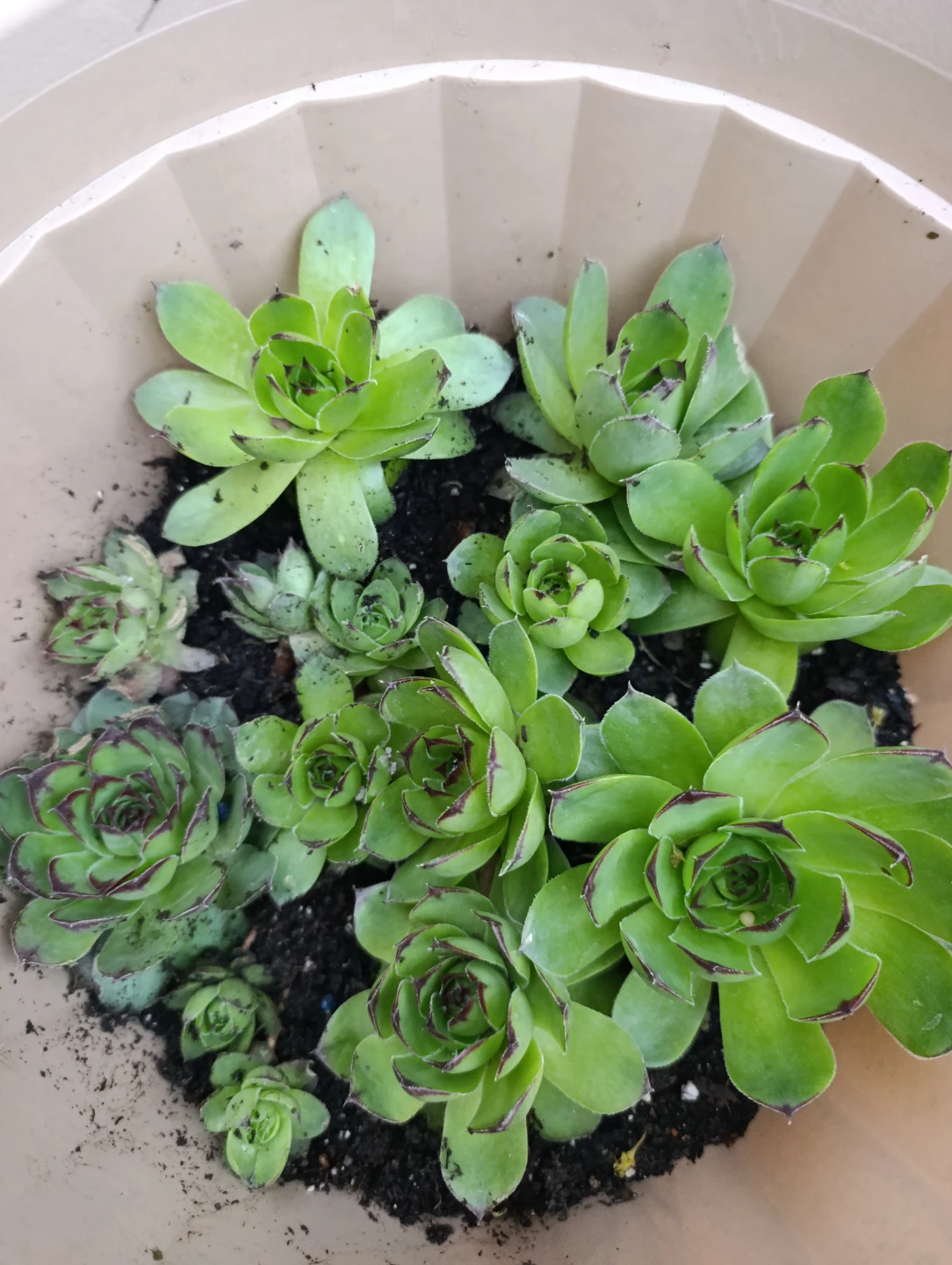 Sempervivum Succulent Plants - photo 2