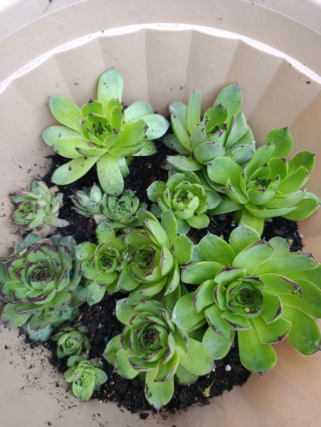 Sempervivum Succulent Plants - photo 3
