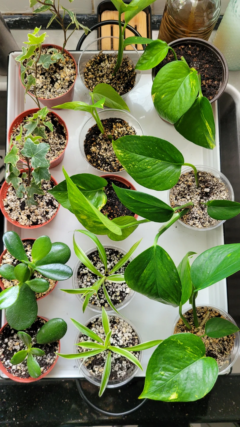 Air Purifying Plants