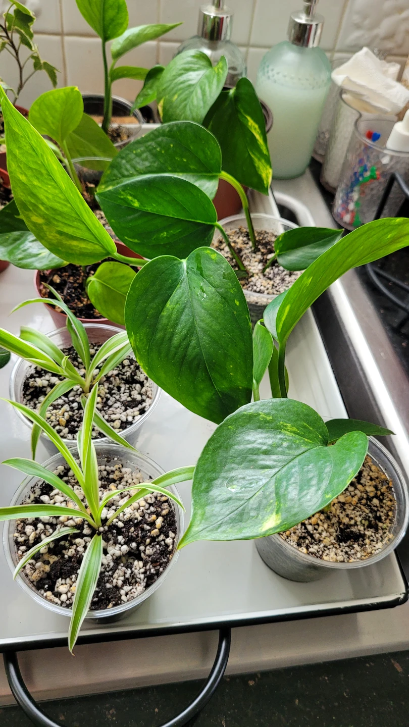 Air Purifying Plants - photo 2