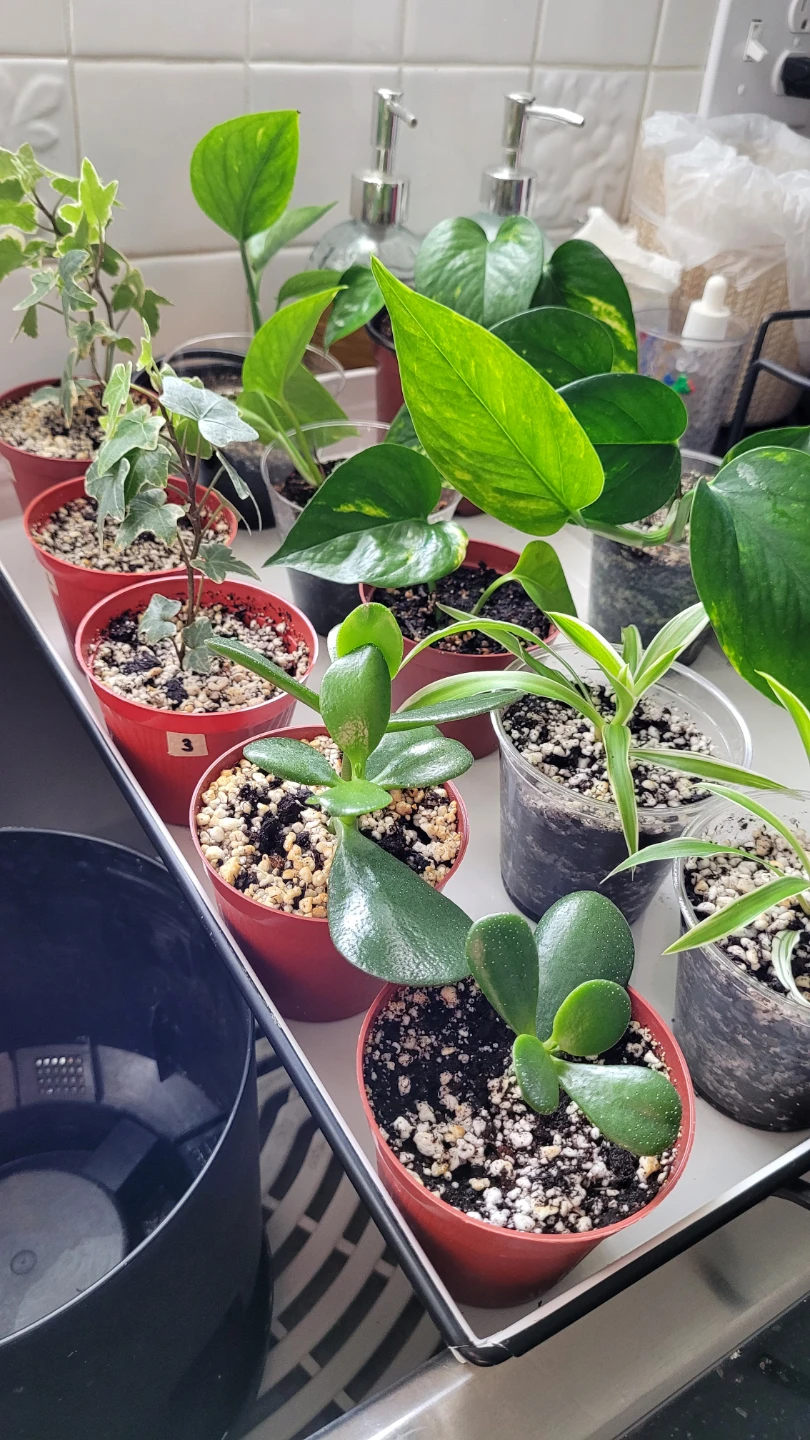 Air Purifying Plants - photo 3