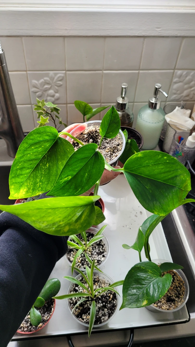 Air Purifying Plants - photo 4