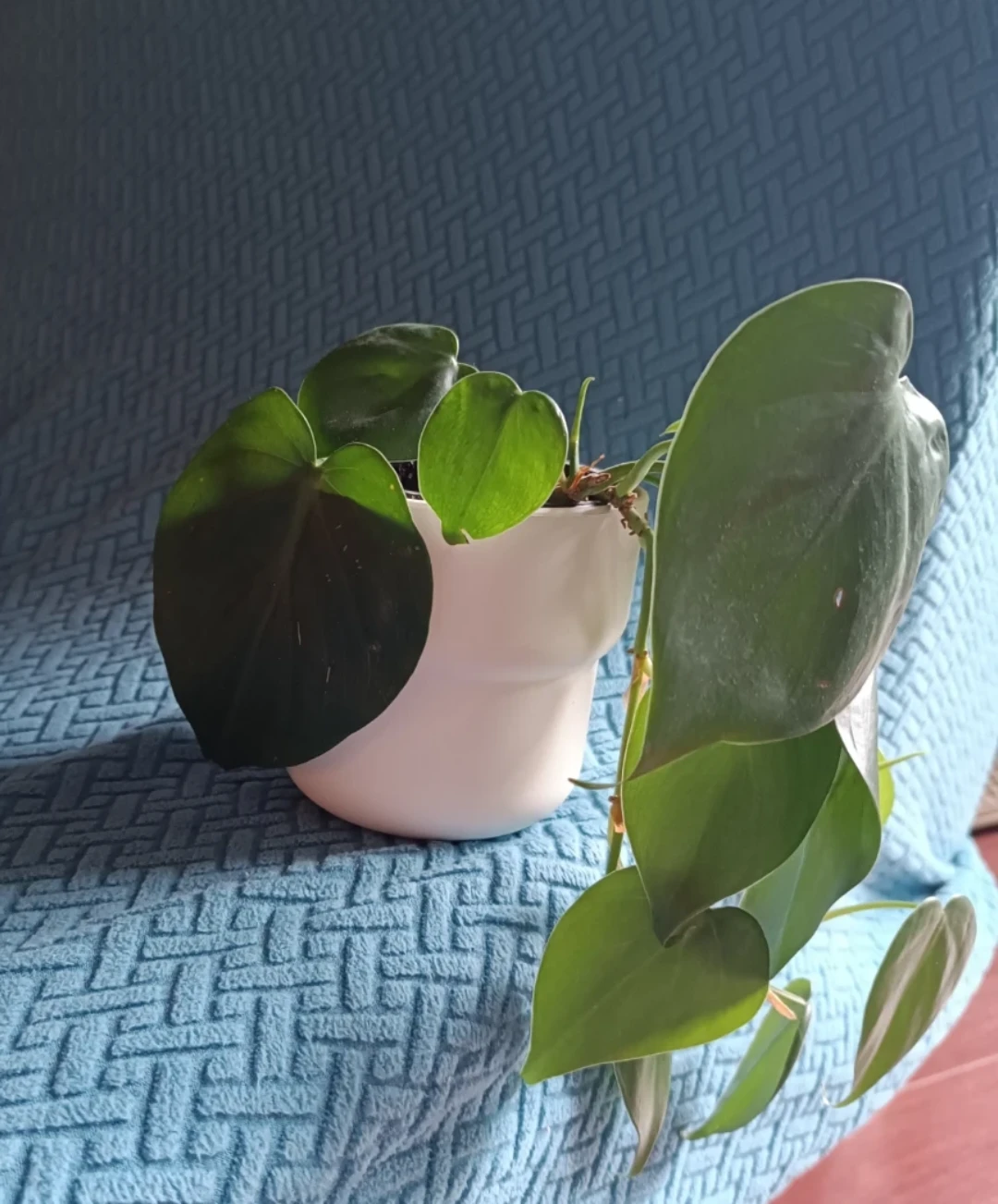 Heartleaf Philodendron Plant in White Ikea Pot
