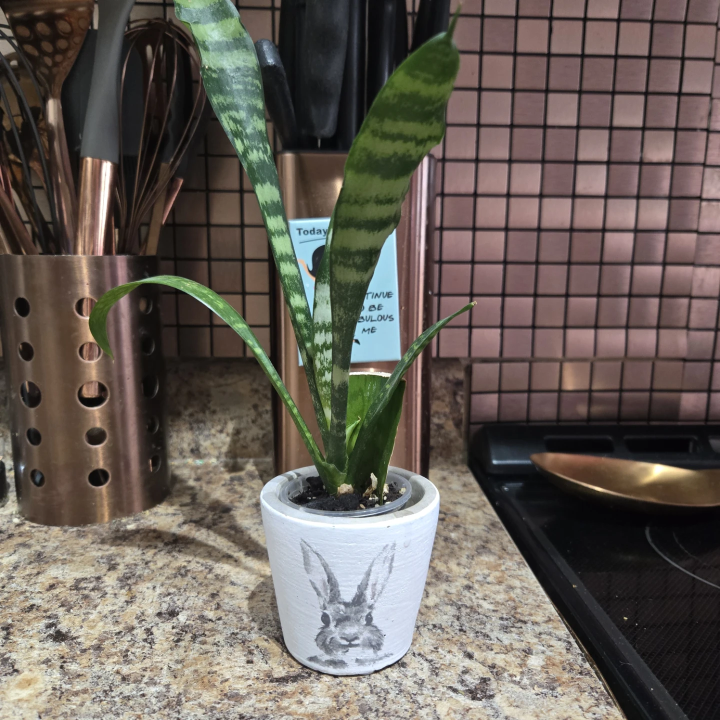 Snake Plant in Decorative Pot