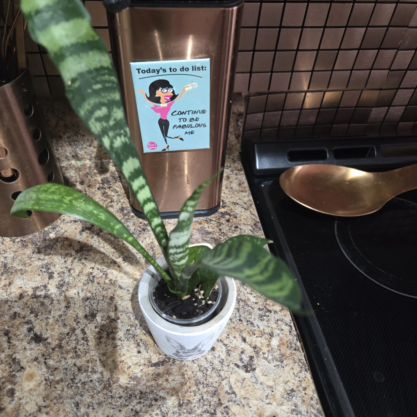 Snake Plant in Decorative Pot - photo 2