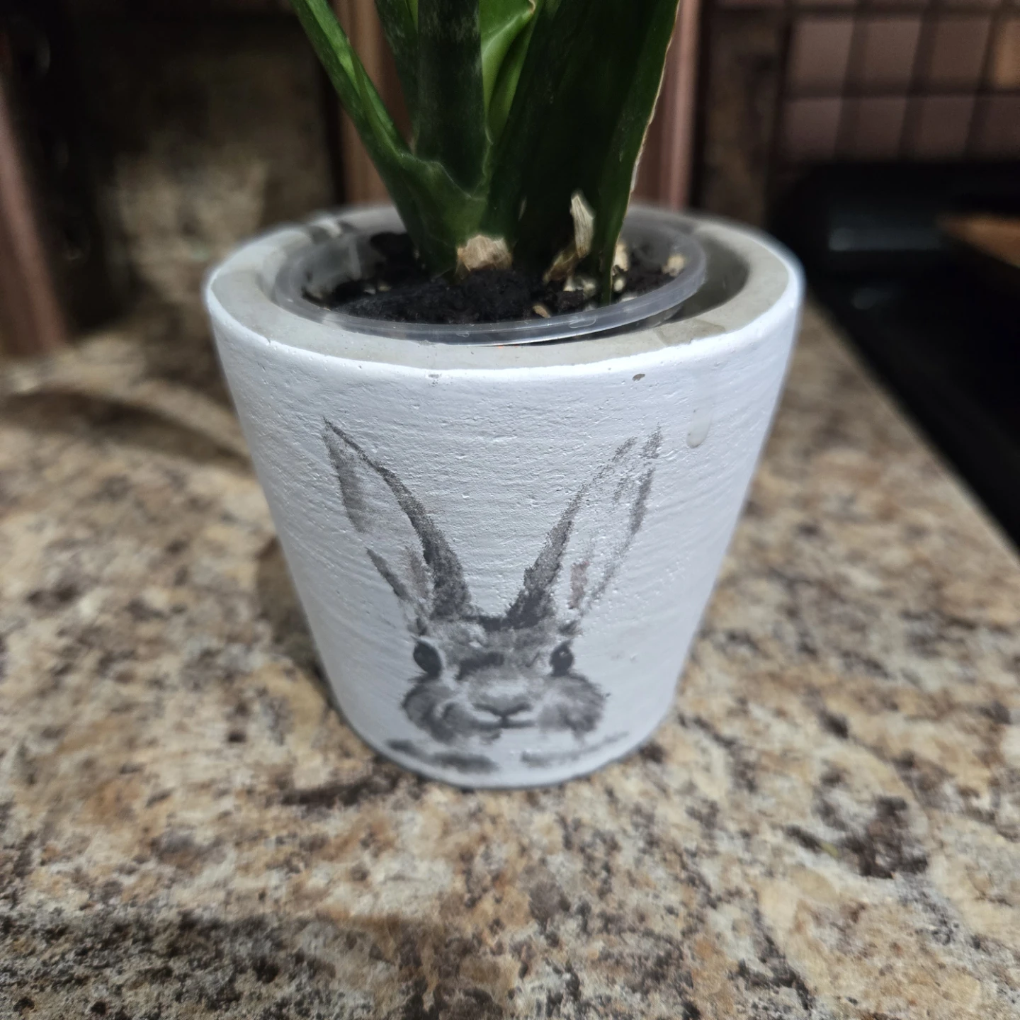 Snake Plant in Decorative Pot - photo 3