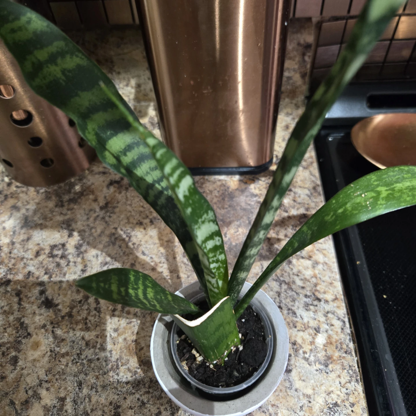 Snake Plant in Decorative Pot - photo 4