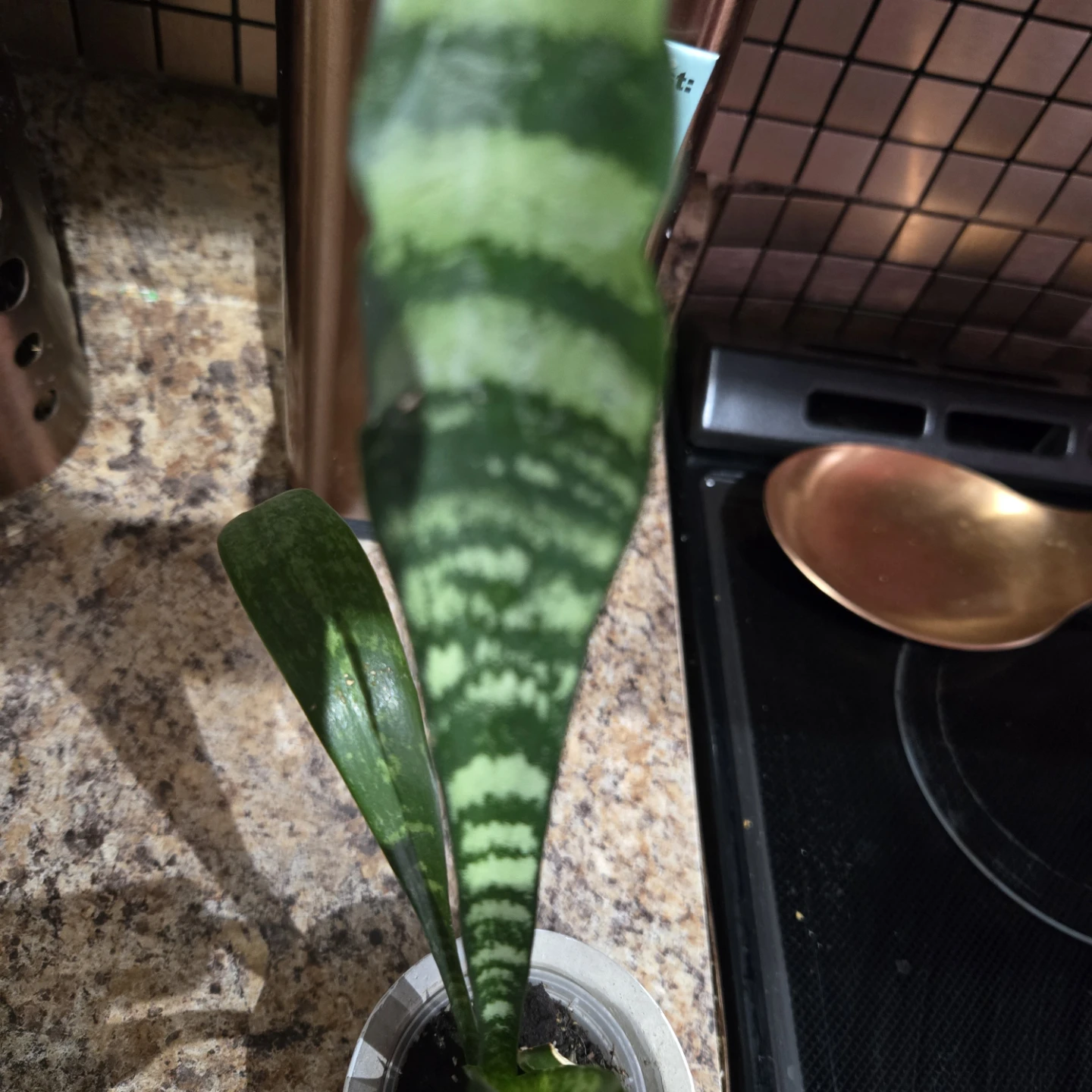 Snake Plant in Decorative Pot - photo 5