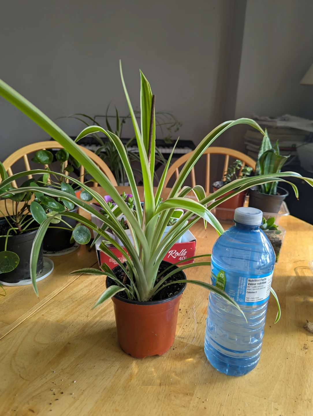 Spider Plant