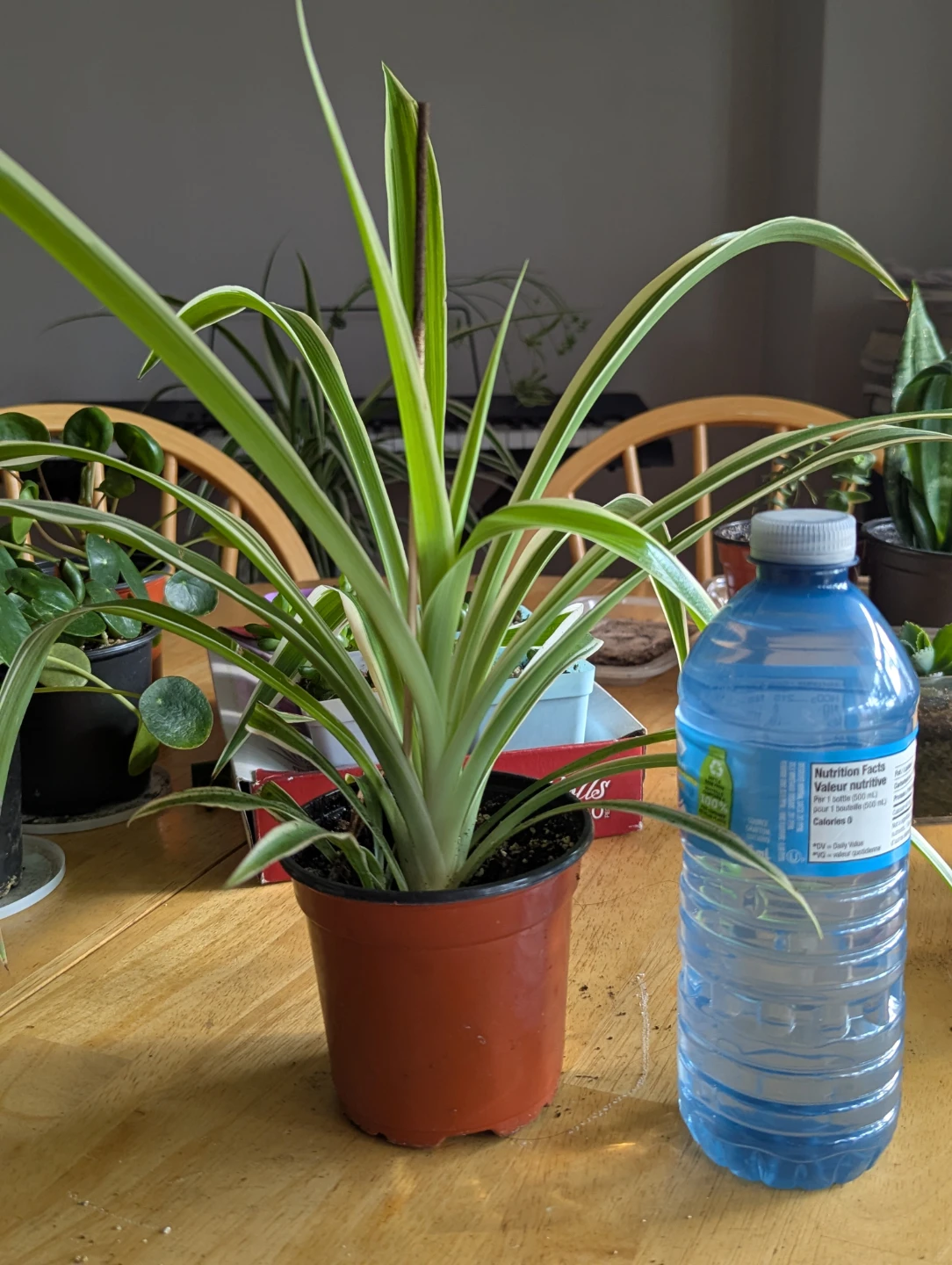 Spider Plant - photo 2