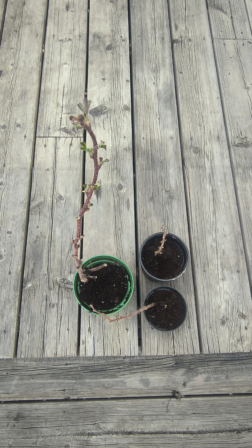 Raspberry Starters - Need To Plant ASAP - photo 3