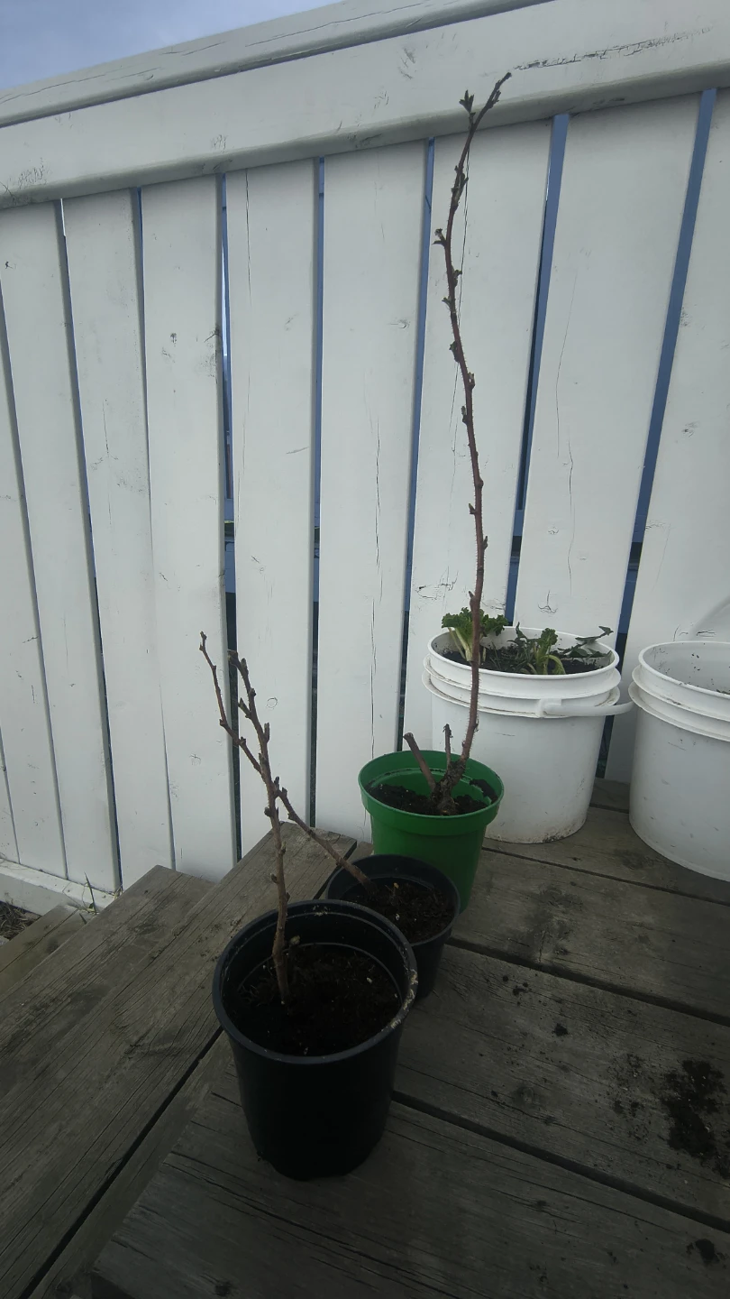 Raspberry Starters - Need To Plant ASAP - photo 4