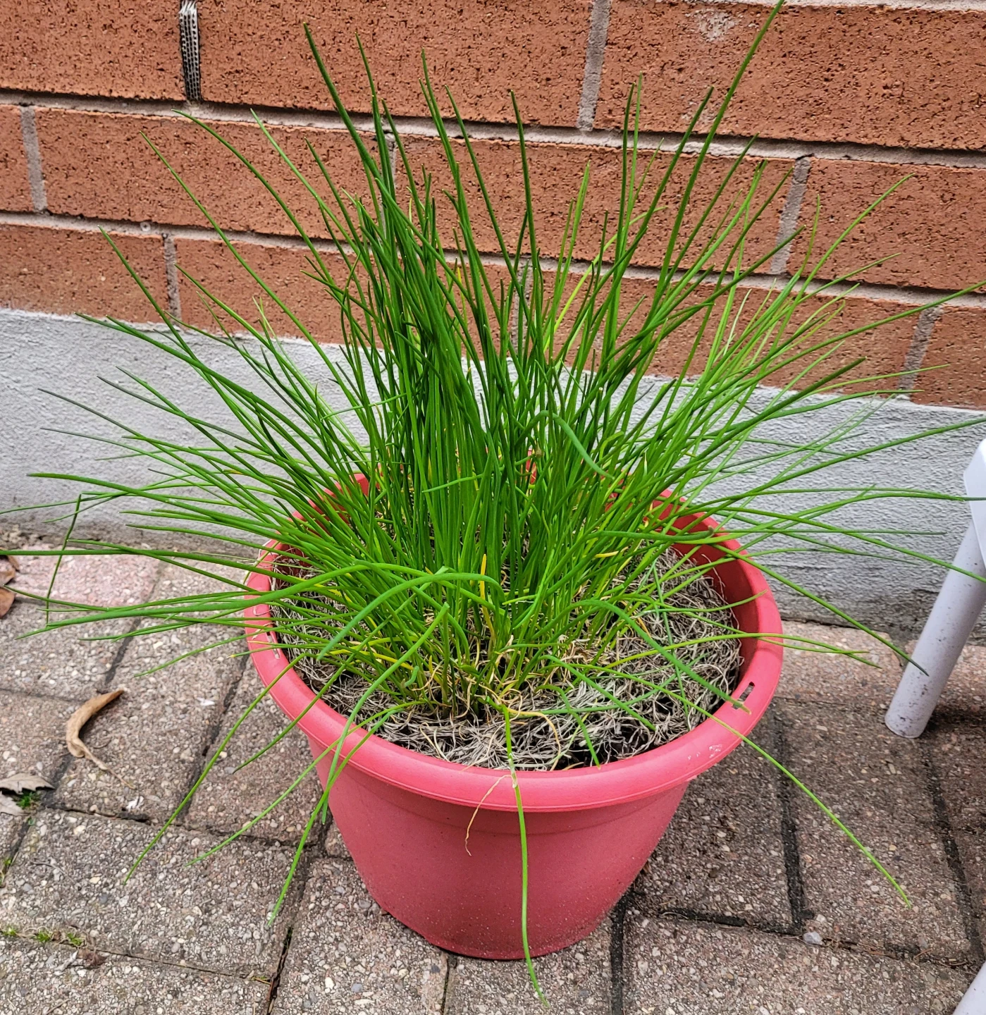 Large onion Chives Plant