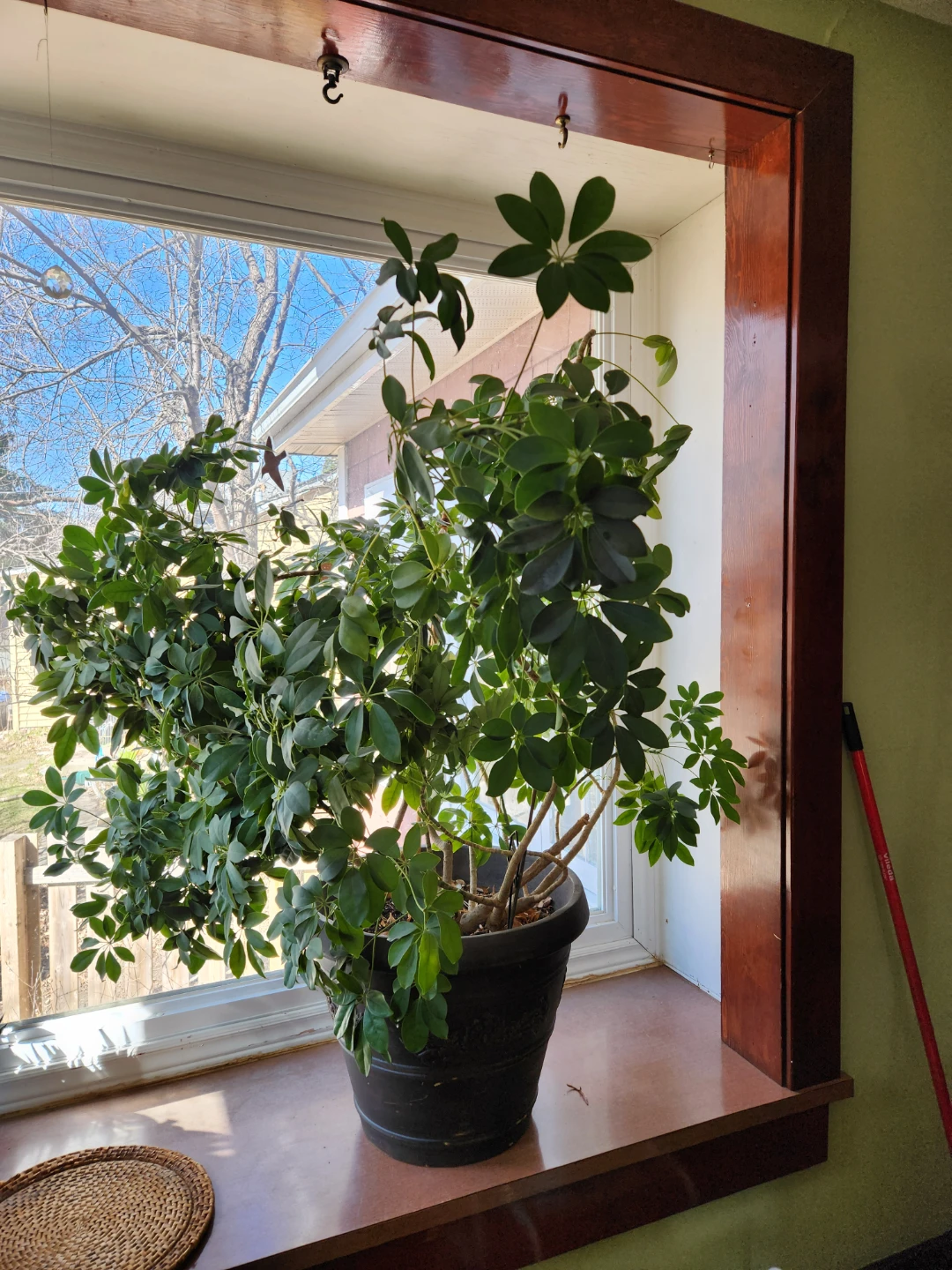 Schefflera Plant in Dark Pot