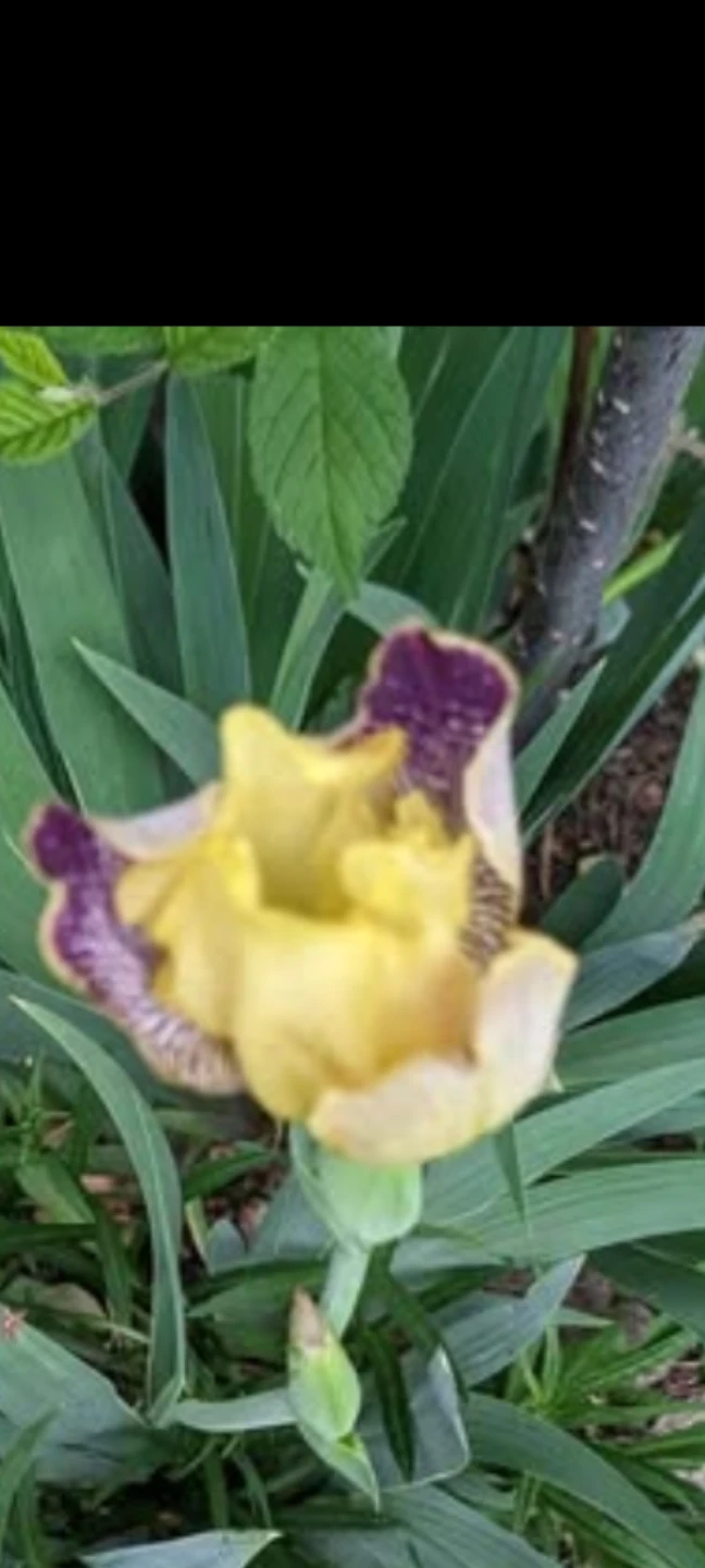 Yellow and Purple Iris Flowers