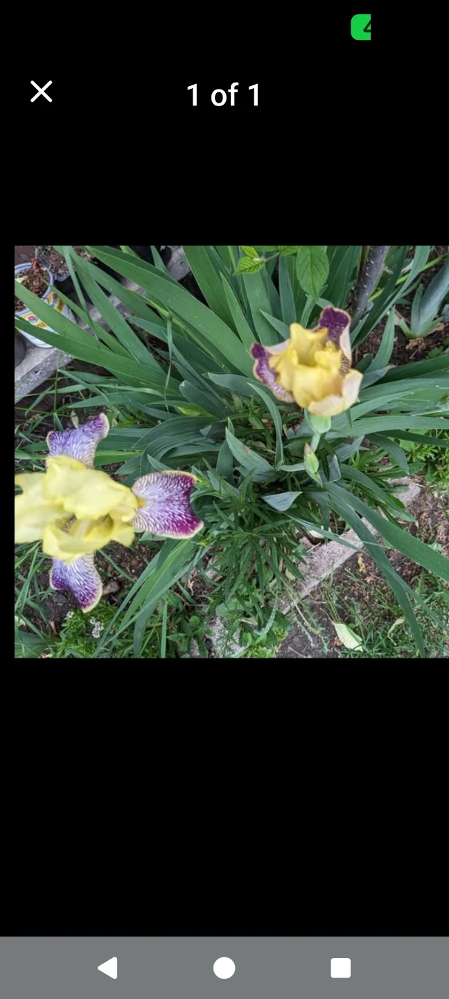 Yellow and Purple Iris Flowers - photo 3