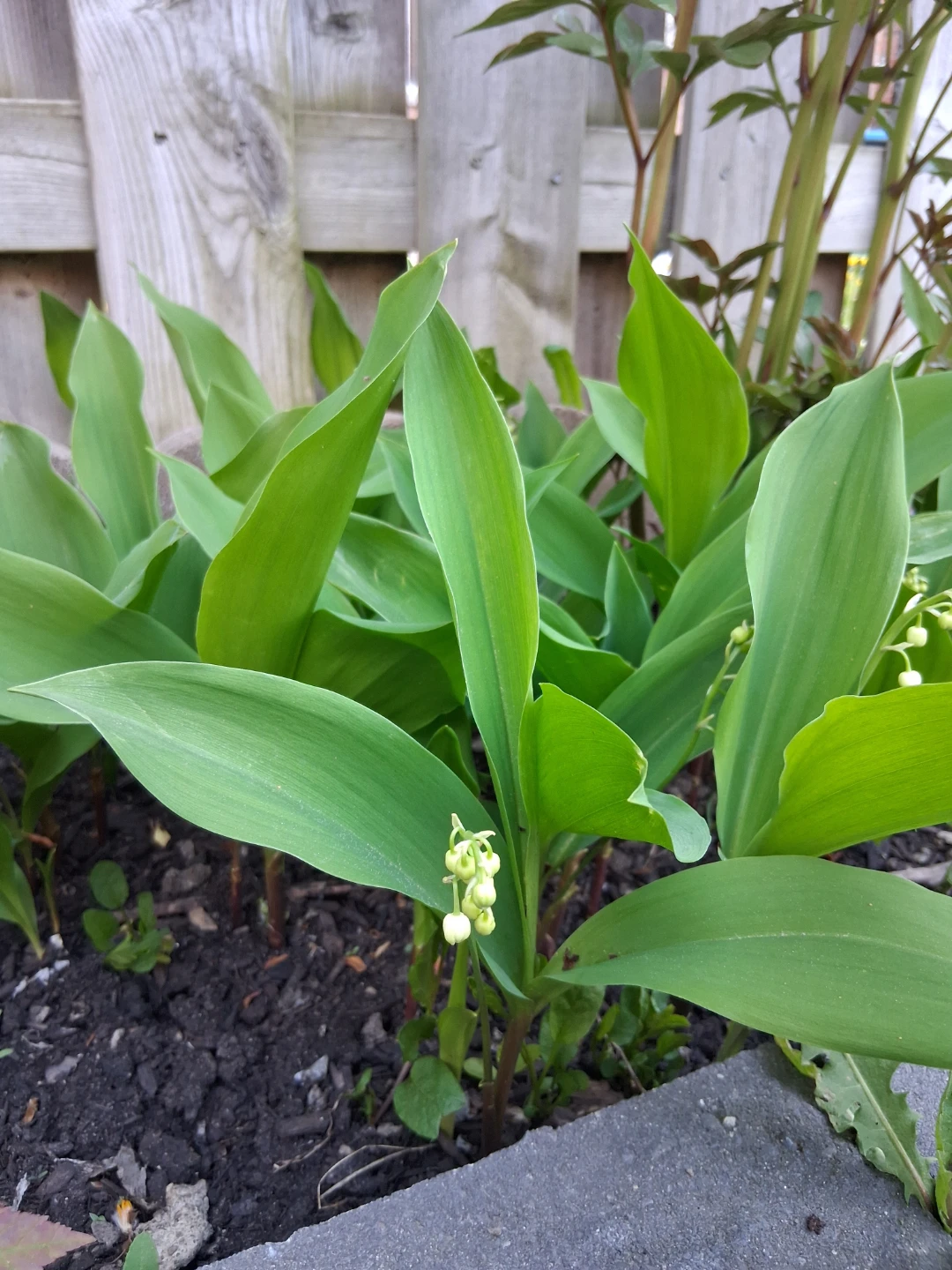 Lily of the Valley plant