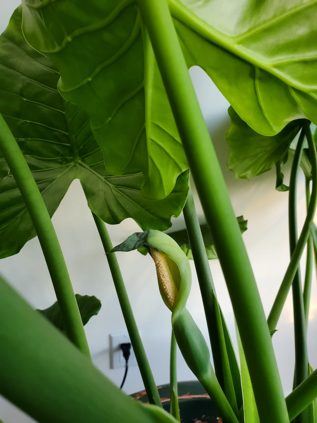 Huge 5.5 Ft. Tall Elephant Ear Plant - photo 4