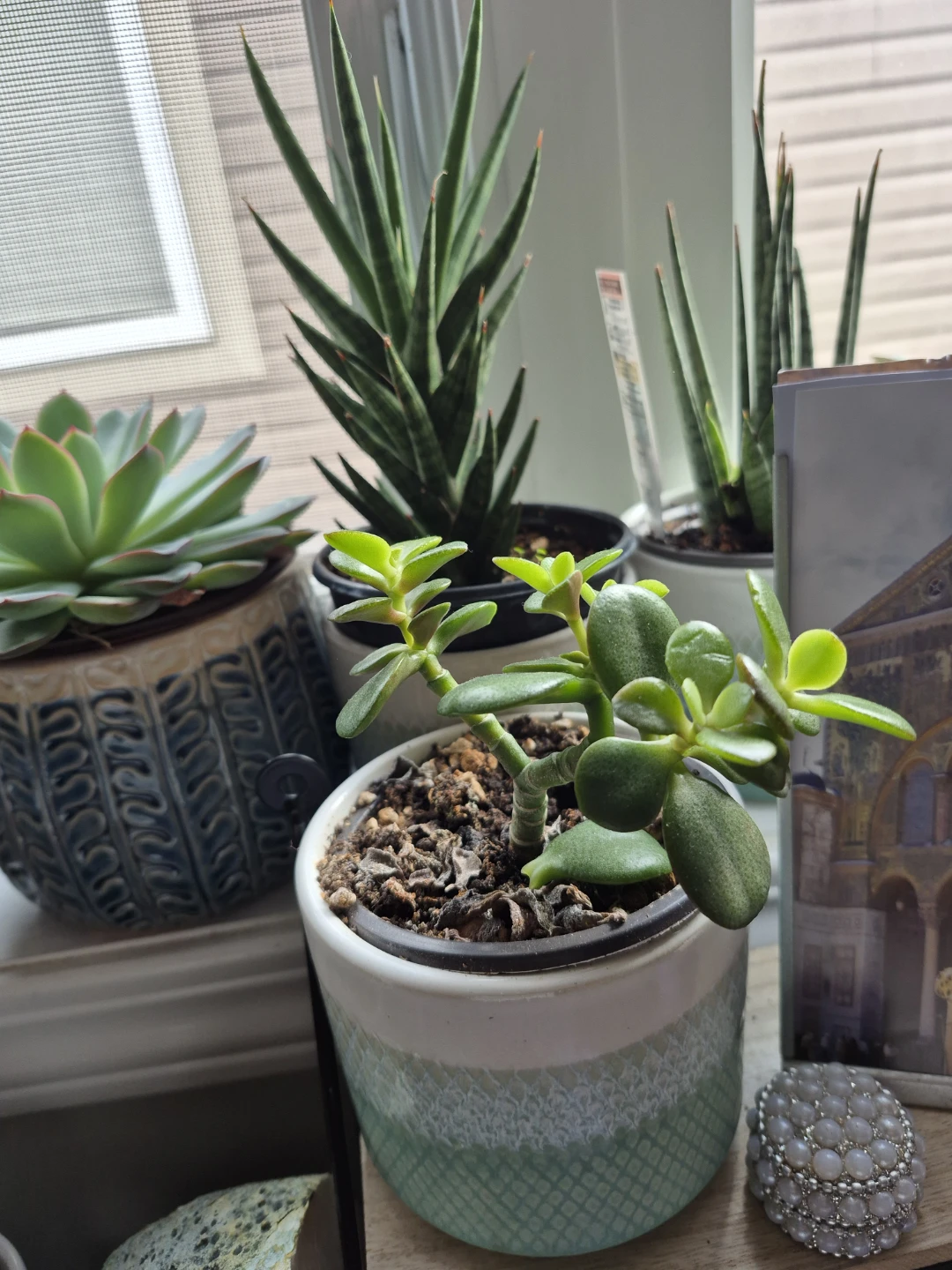 Assorted Succulents / snake plantsin Decorative Pots - photo 2