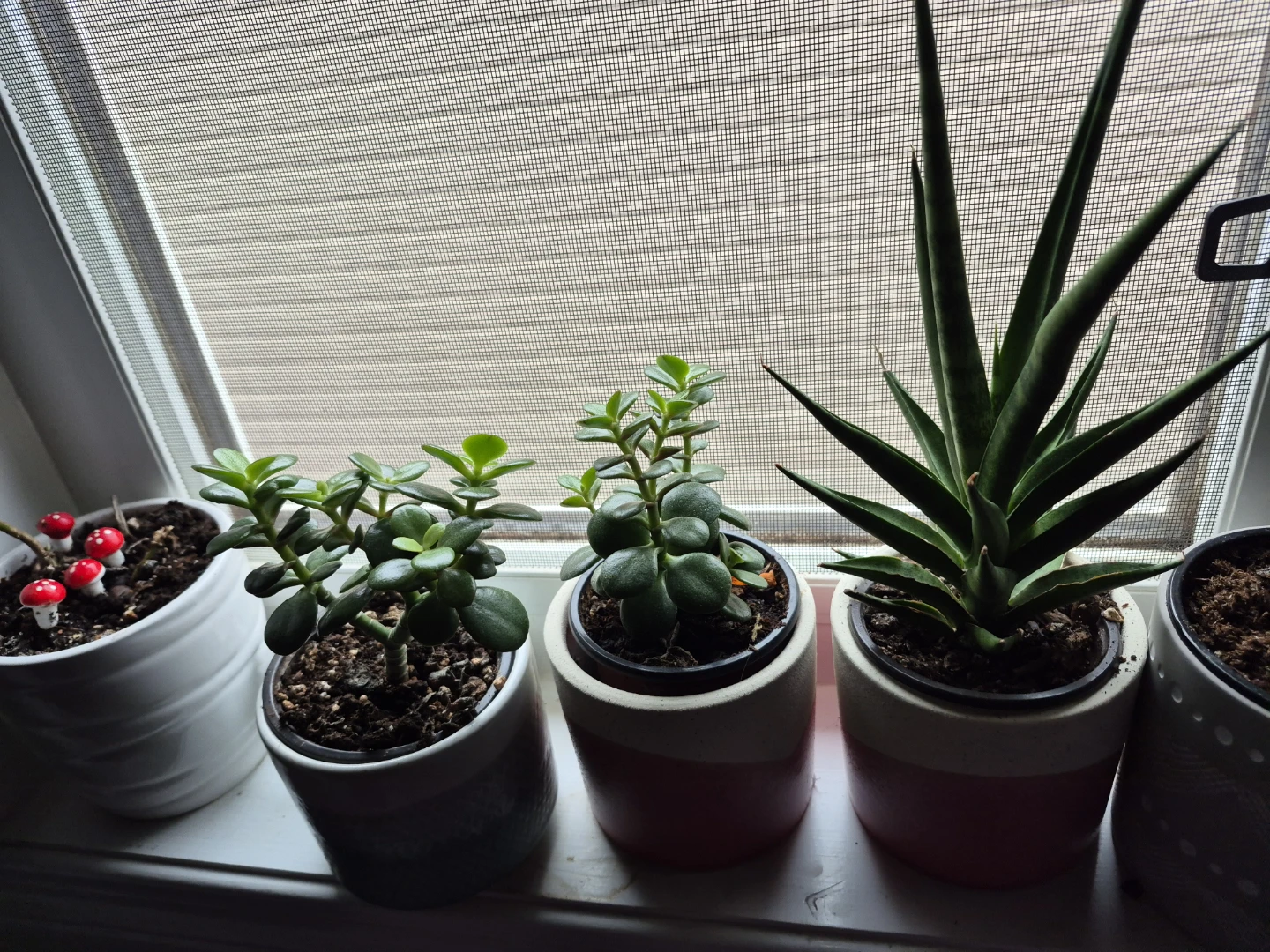 Assorted Succulents / snake plantsin Decorative Pots - photo 3