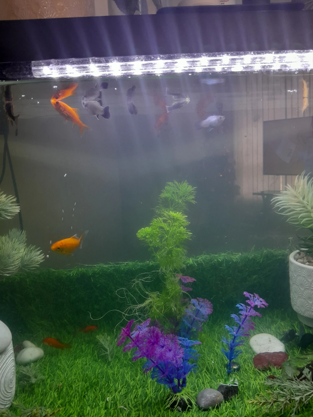 Fish Tank Setup with Assorted Fish - photo 5